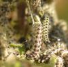 Aglais urticae